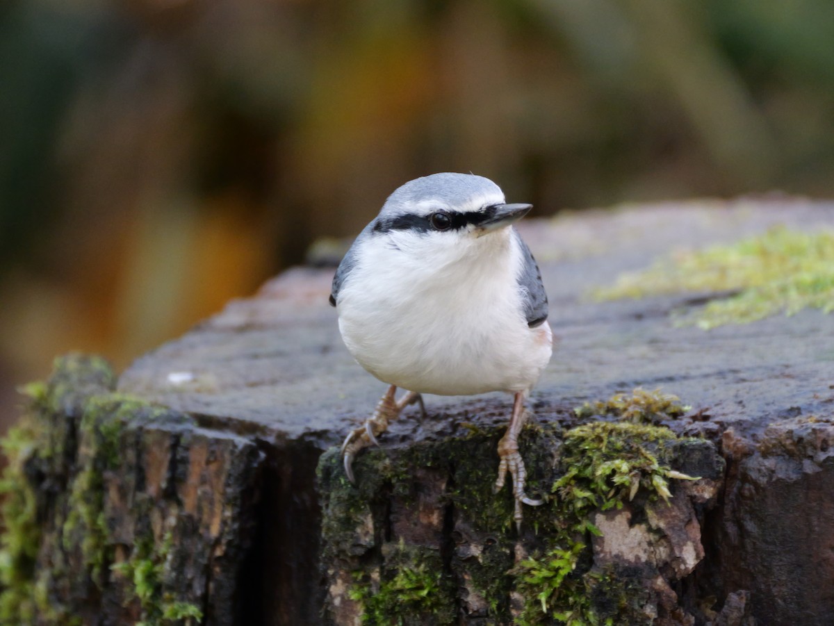 Eurasian Nuthatch - ML643810319