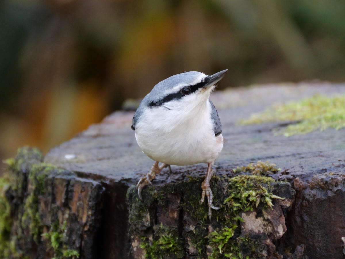 Eurasian Nuthatch - ML643810320
