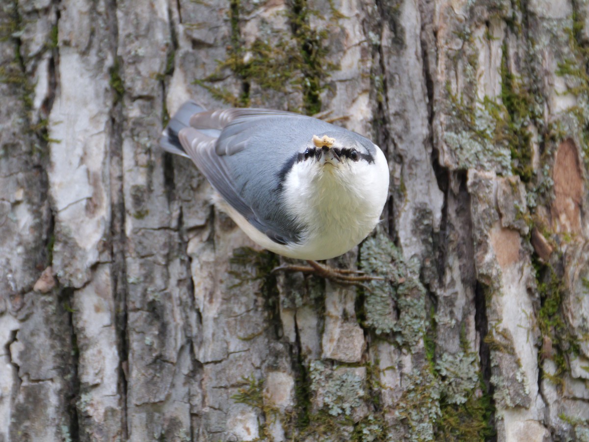 Eurasian Nuthatch - ML643810321