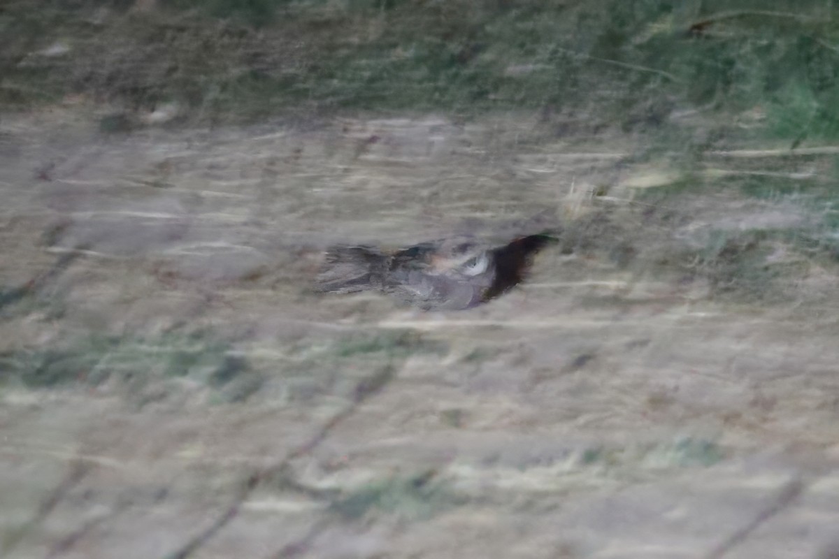 Hint Çobanaldatanı - ML643810344