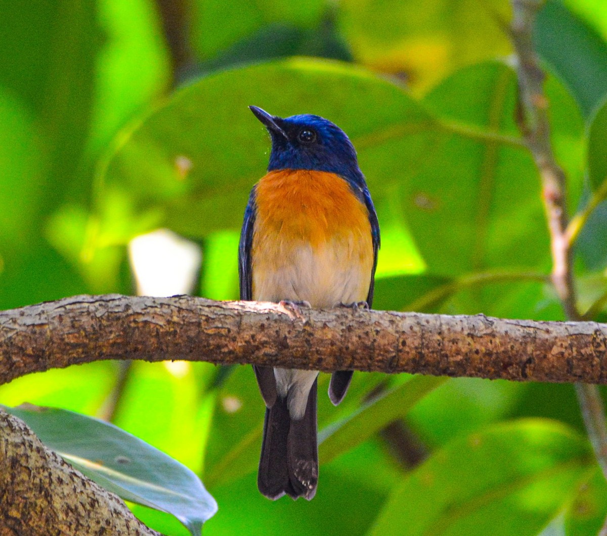 Blue-throated Flycatcher - ML643810363