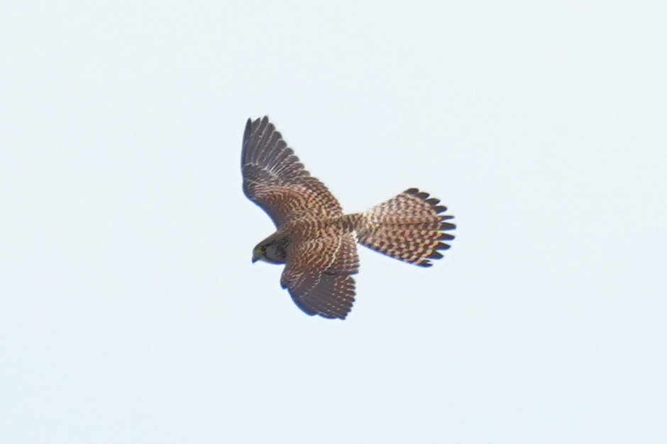 Eurasian Kestrel - ML643810378