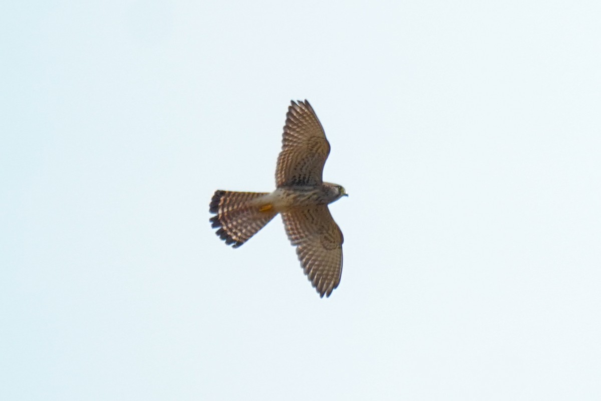 Eurasian Kestrel - ML643810379