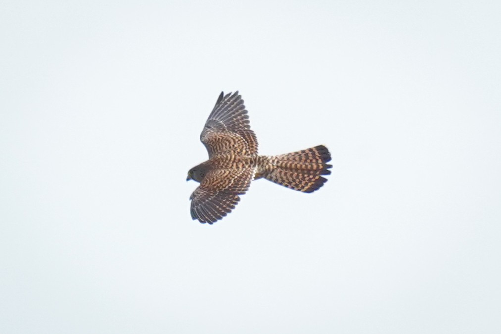 Eurasian Kestrel - ML643810380
