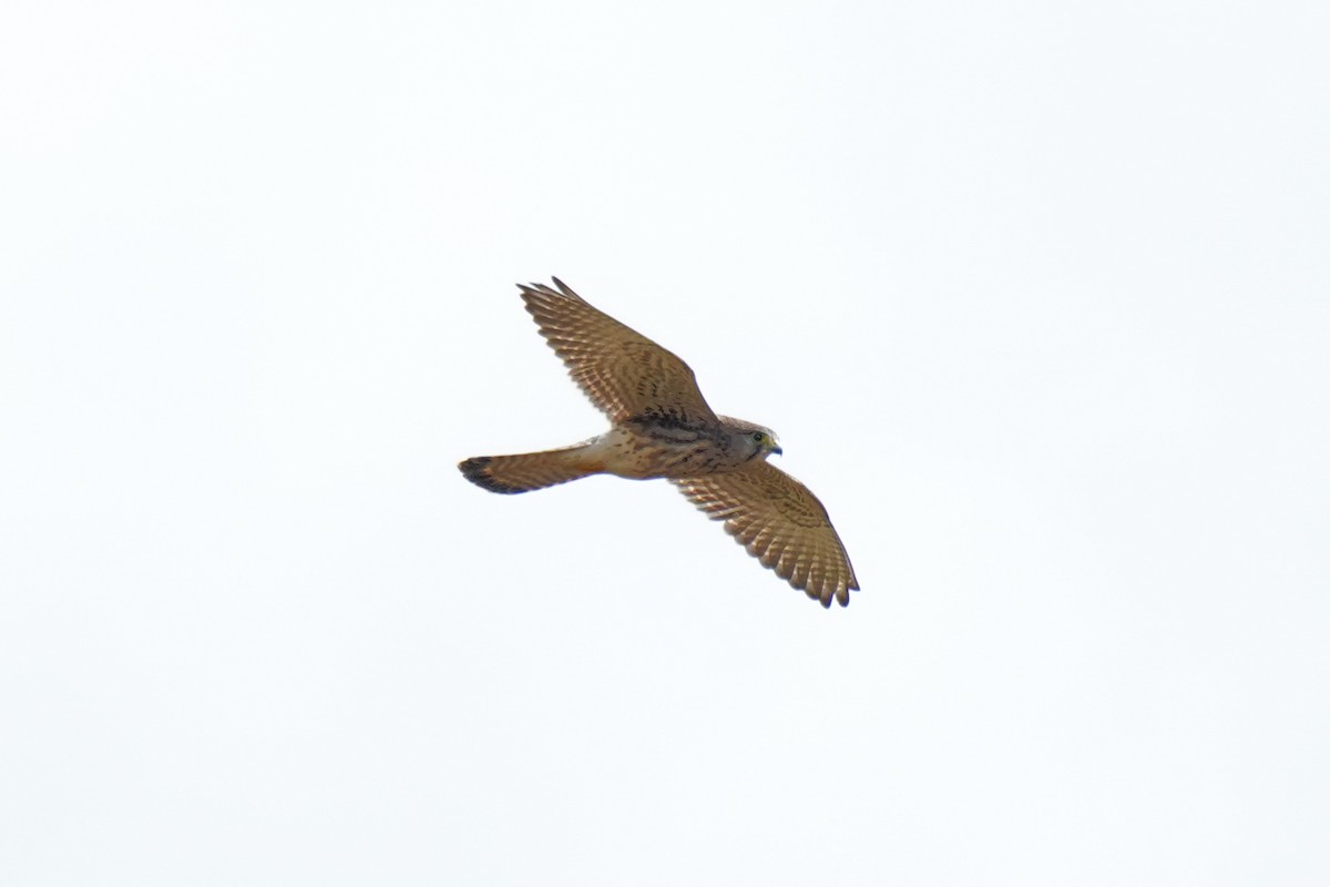Eurasian Kestrel - ML643810381