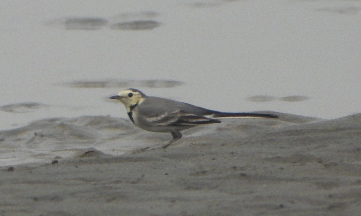 Citrine Wagtail - ML643810392