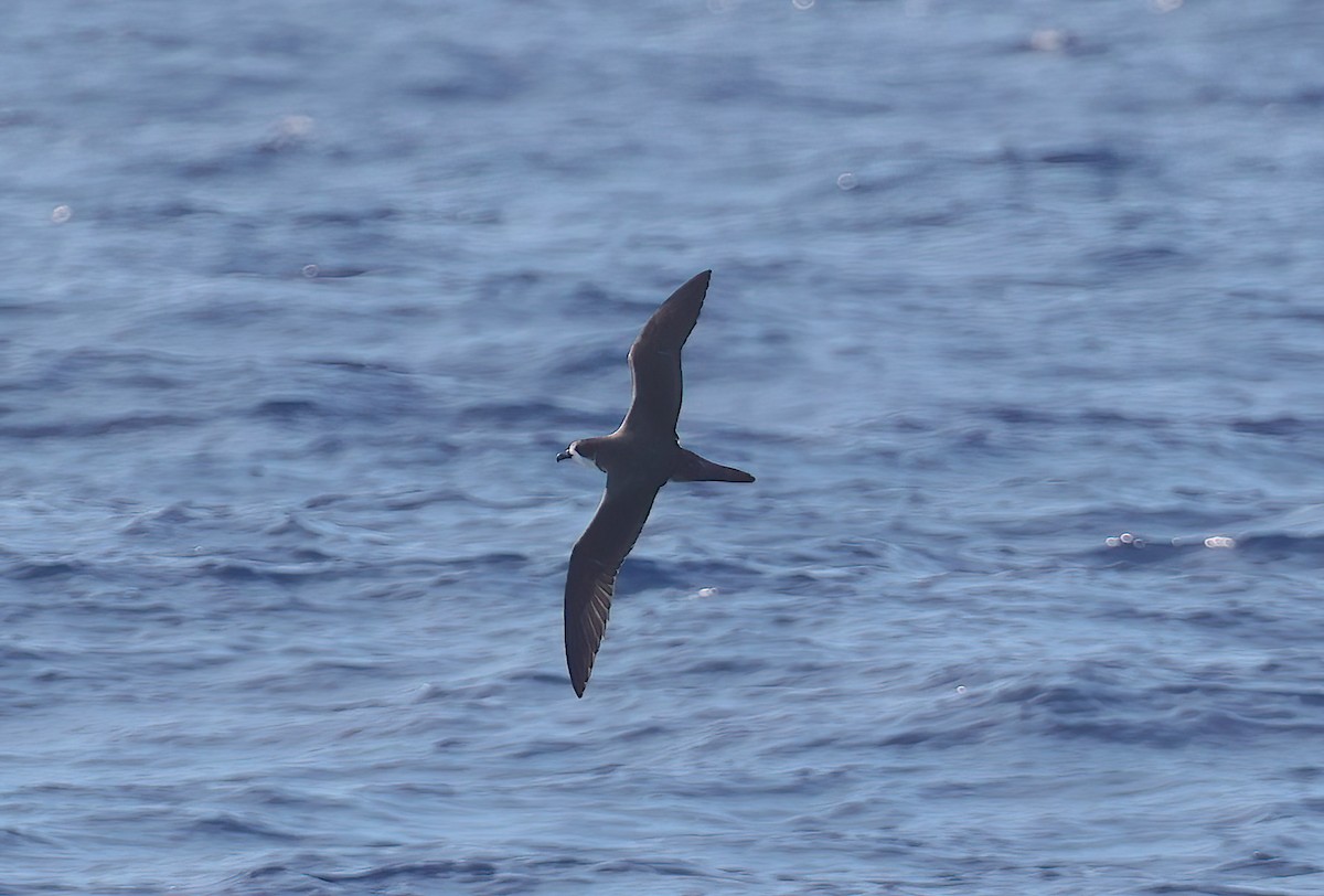 Hawaiian Petrel - ML643810393