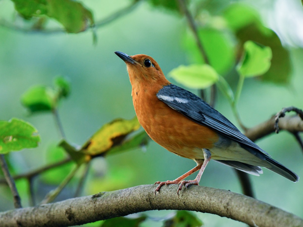 Orange-headed Thrush - ML643810427