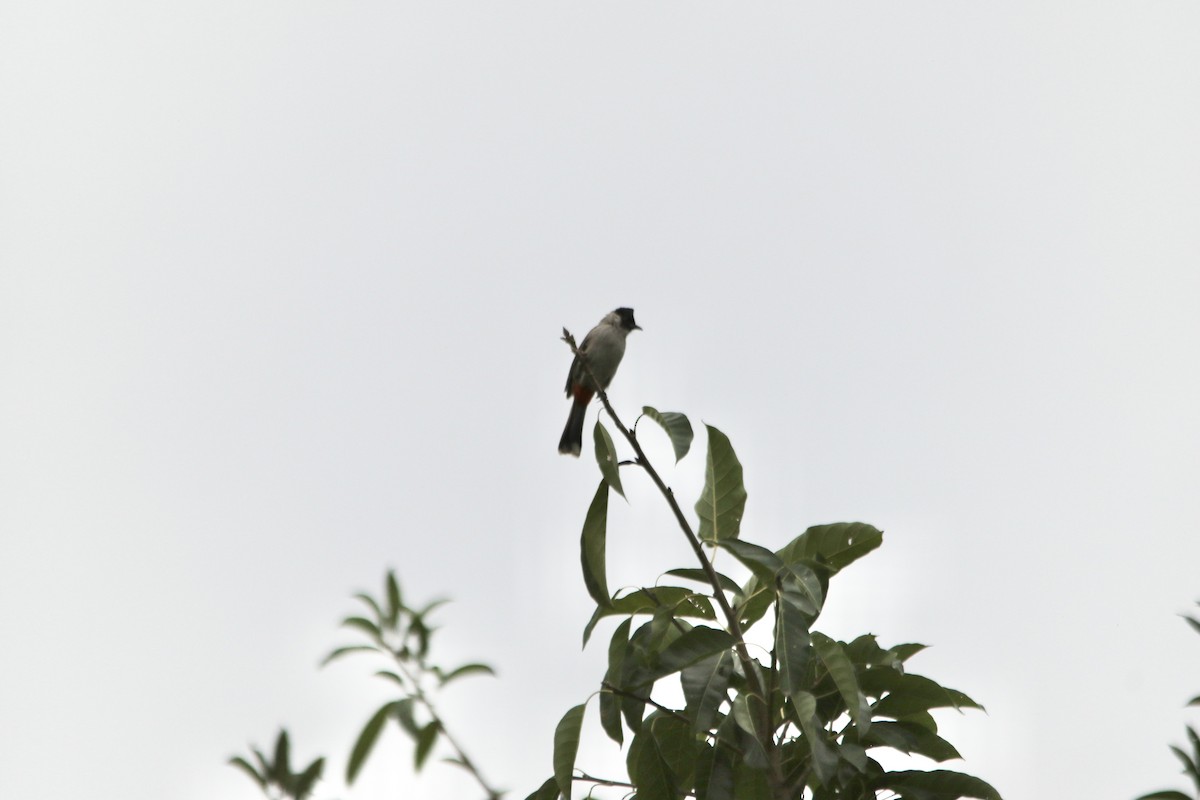 Bulbul Ventridorado - ML643810433