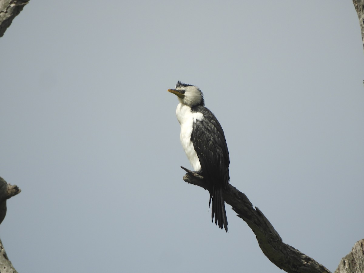 Little Pied Cormorant - ML643810437