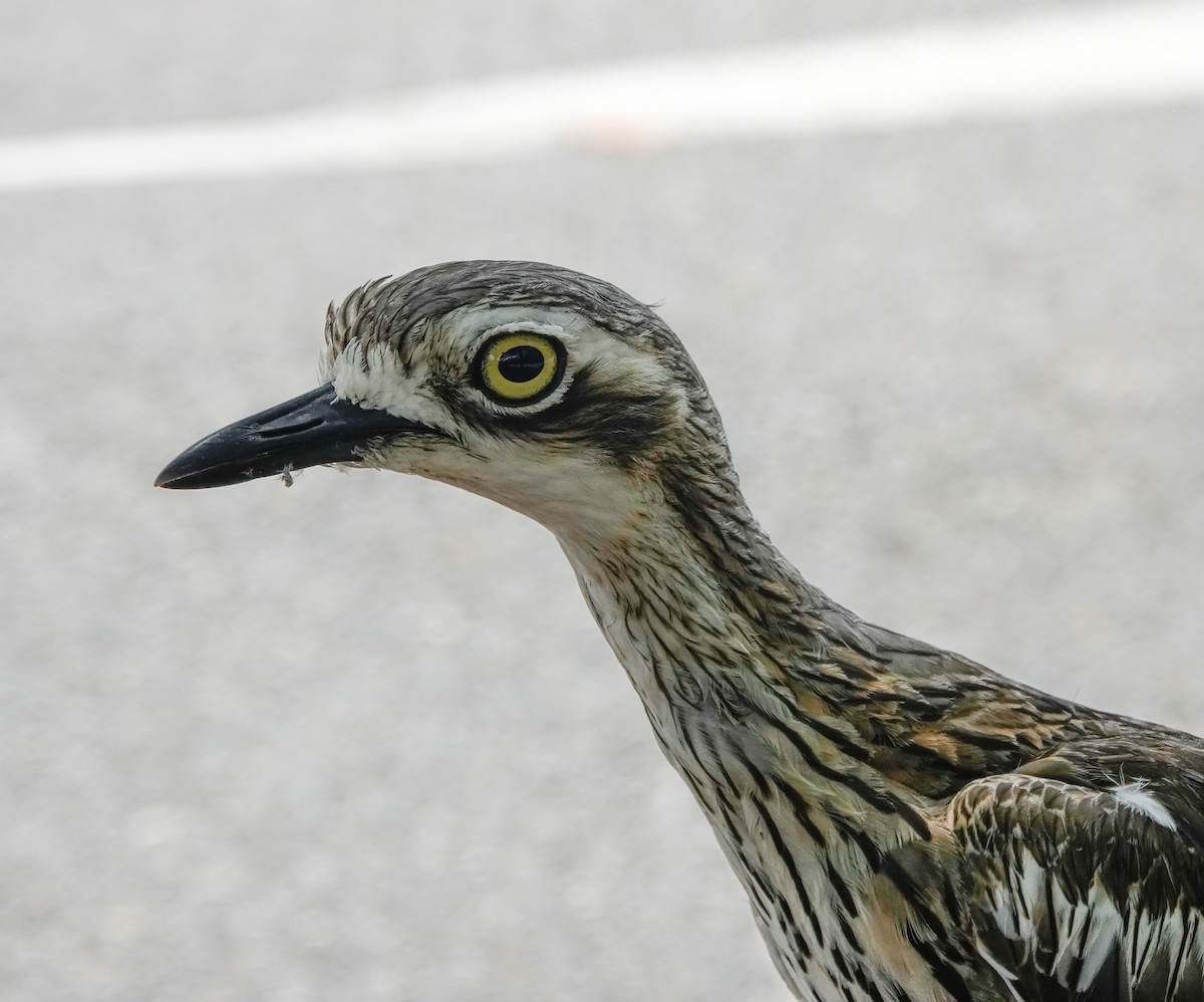 Bush Thick-knee - ML643810440