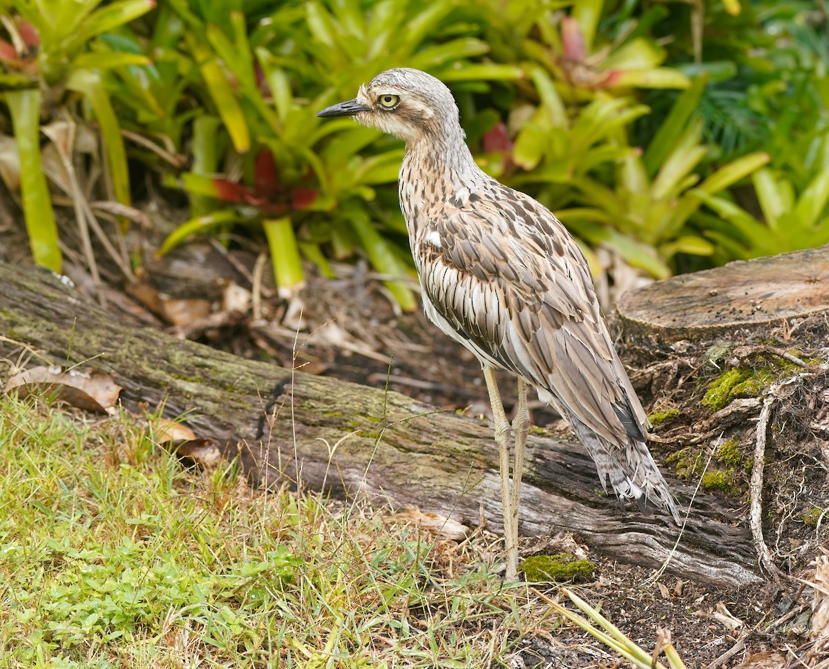 Bush Thick-knee - ML643810442