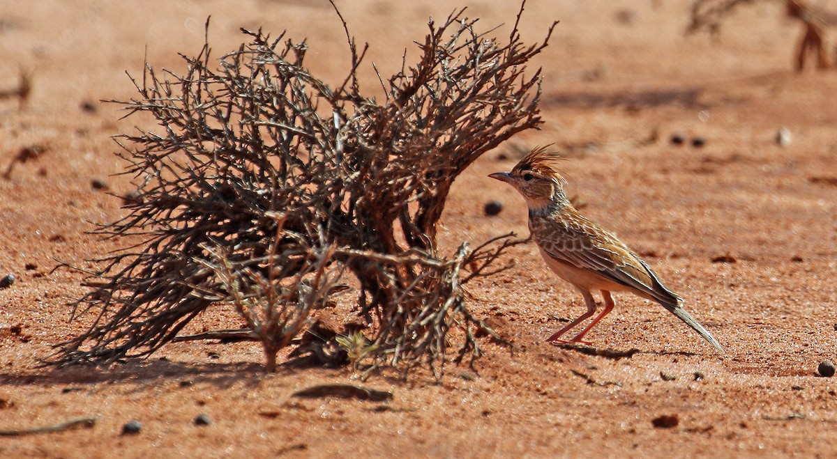 Collared Lark - ML643810445