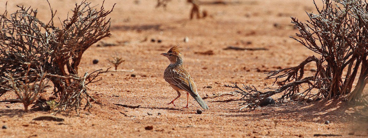 Collared Lark - ML643810456