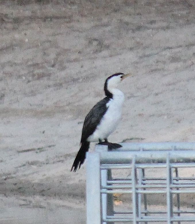 Little Pied Cormorant - ML643810457