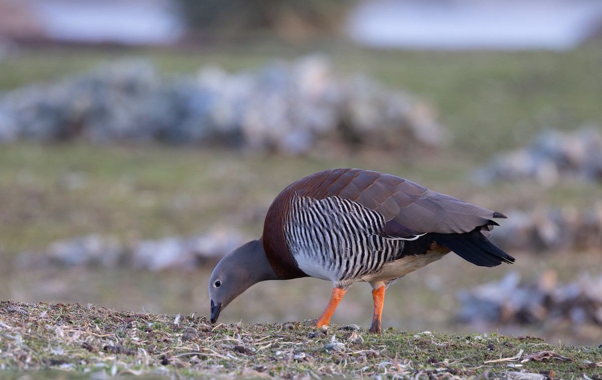 Ashy-headed Goose - ML643810460