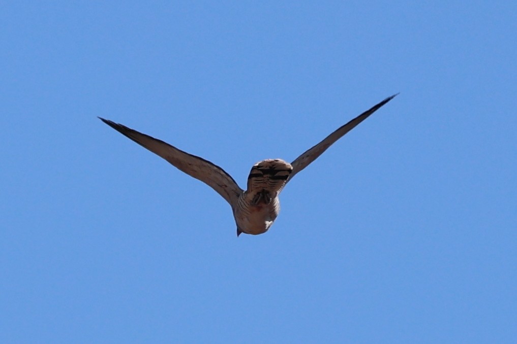 Channel-billed Cuckoo - ML643810461