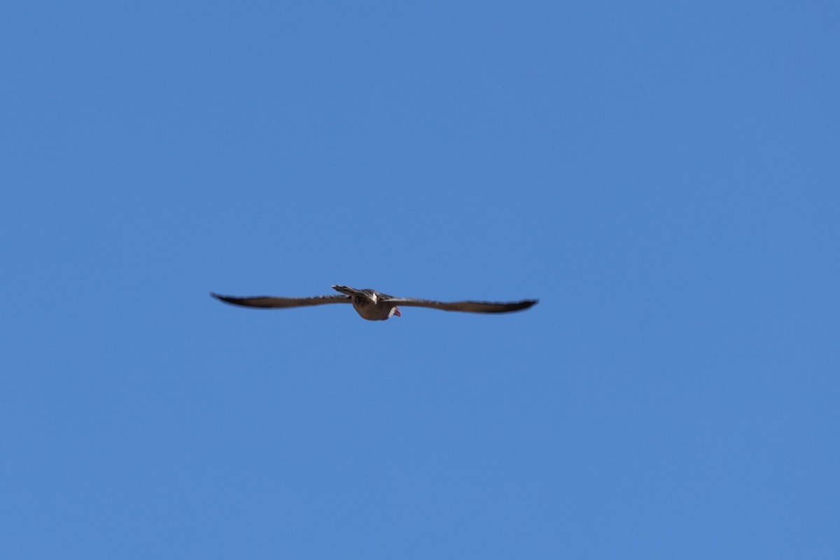 Channel-billed Cuckoo - ML643810462