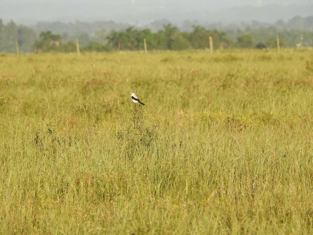 Black-and-white Monjita - ML643810472