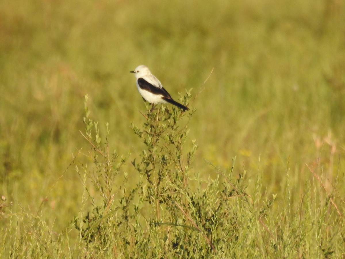 Black-and-white Monjita - ML643810473