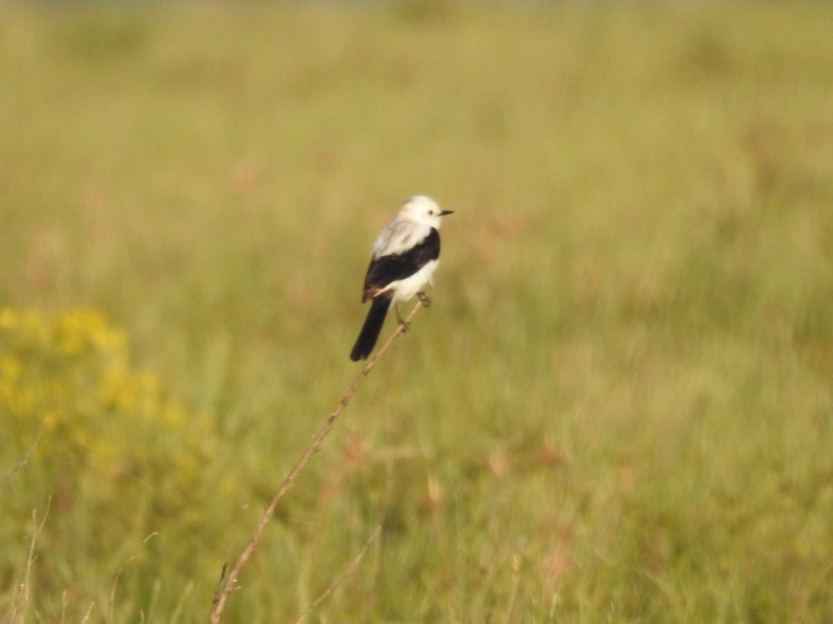 Black-and-white Monjita - ML643810474