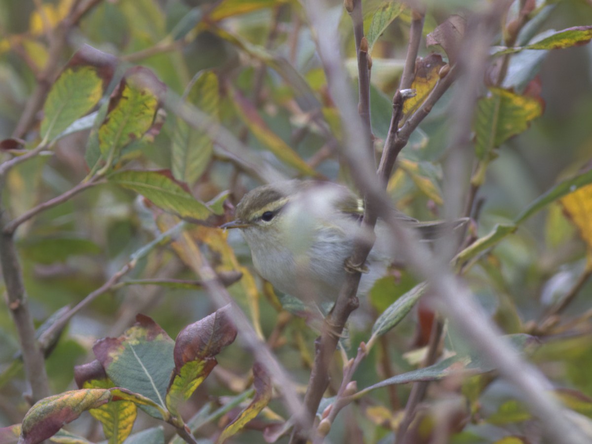 Yellow-browed Warbler - ML643810476