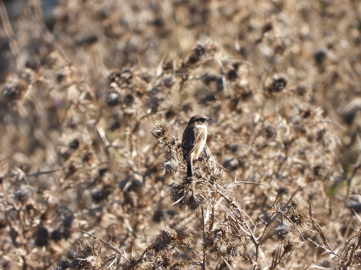 European Stonechat - ML643810477