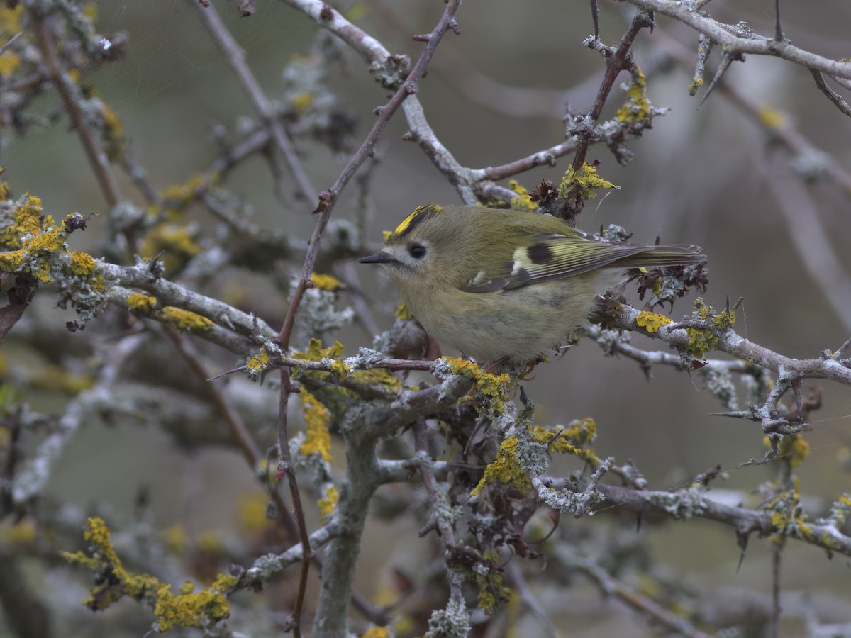 Goldcrest - ML643810484