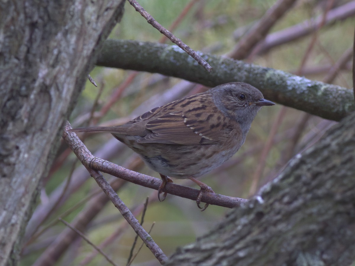 Dunnock - ML643810487