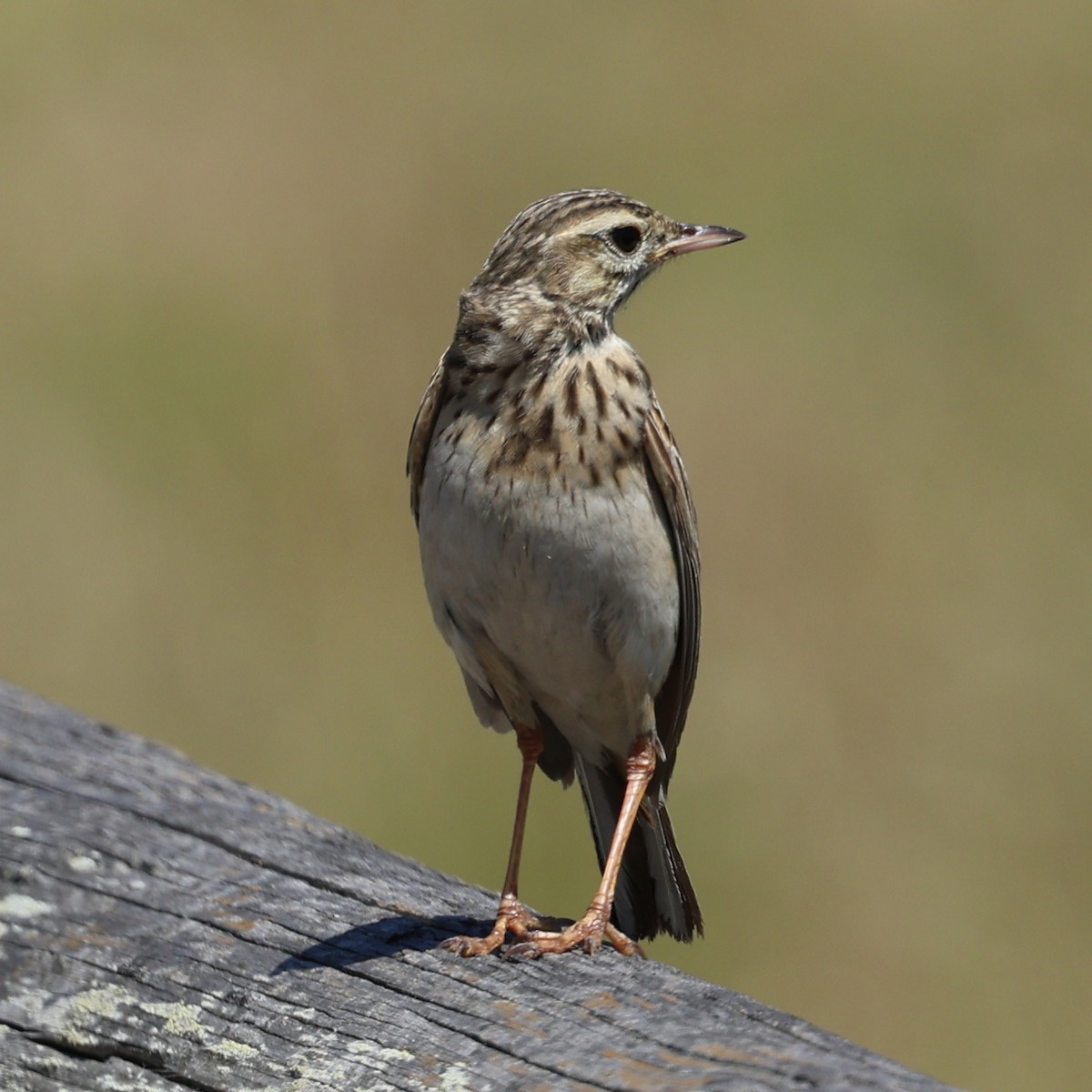Australian Pipit - ML643810490