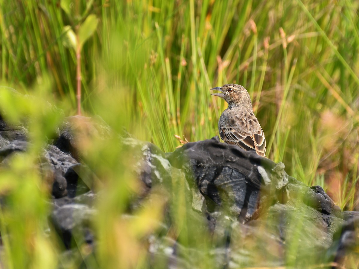 Bengal Bushlark - ML643810496