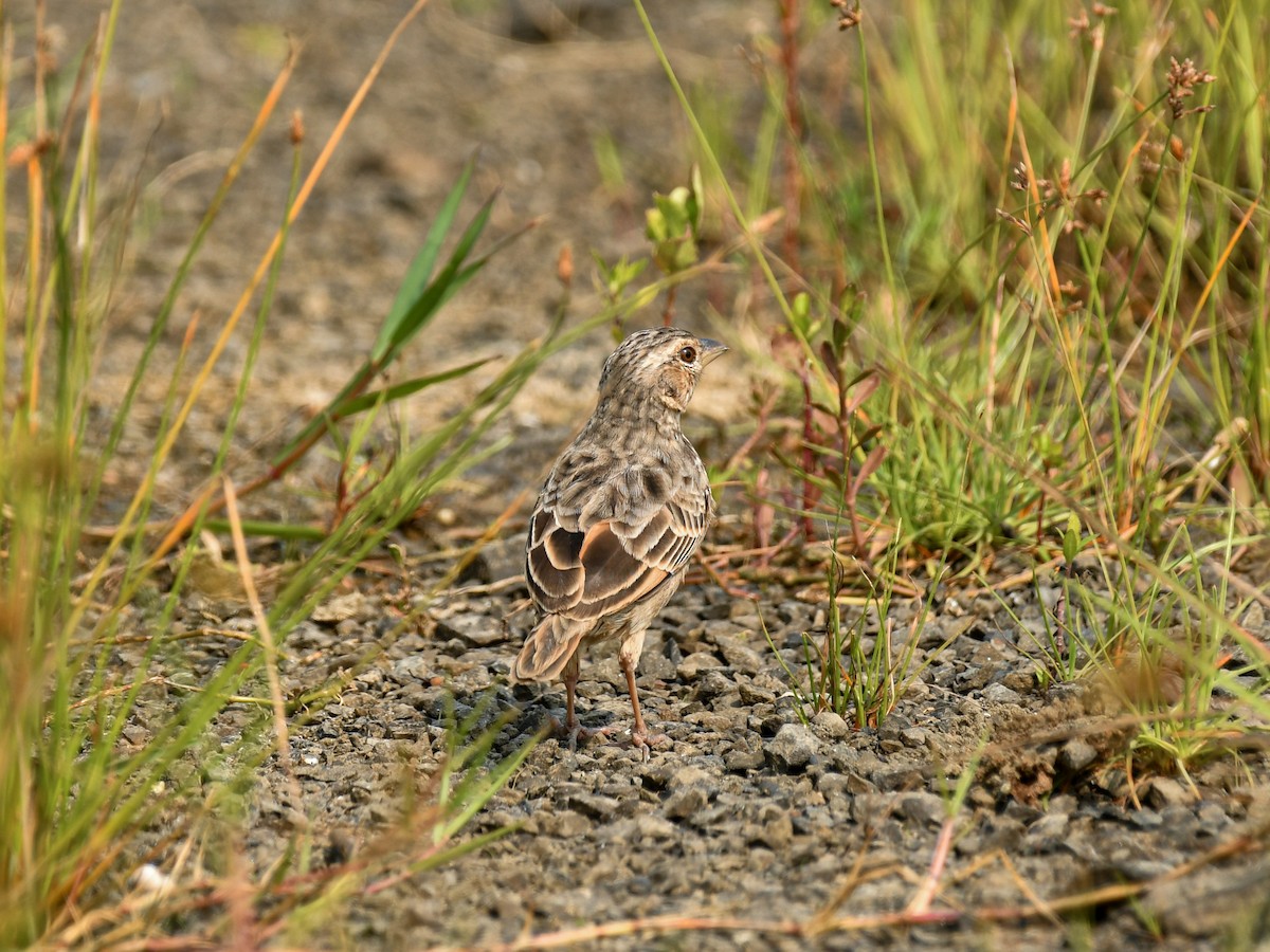 Bengal Bushlark - ML643810497