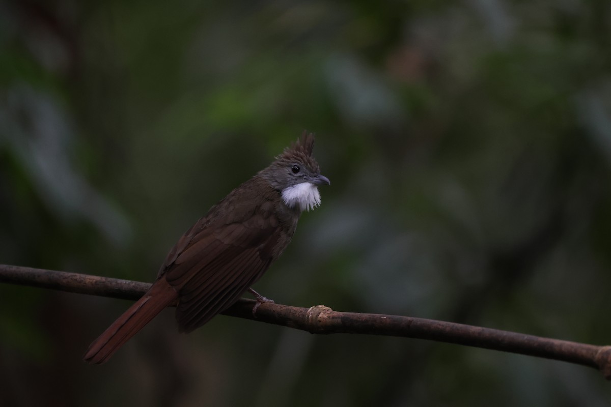 Penan Bulbul (Penan) - ML643810500