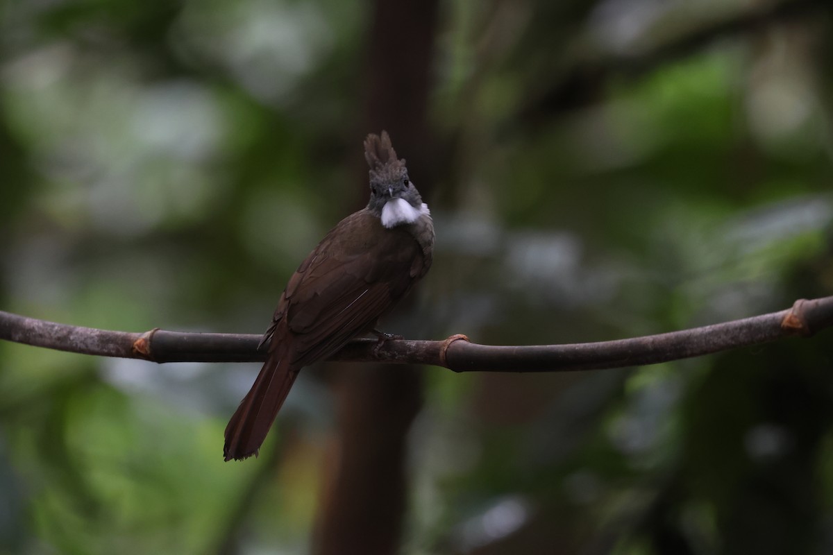 Penan Bulbul (Penan) - ML643810504