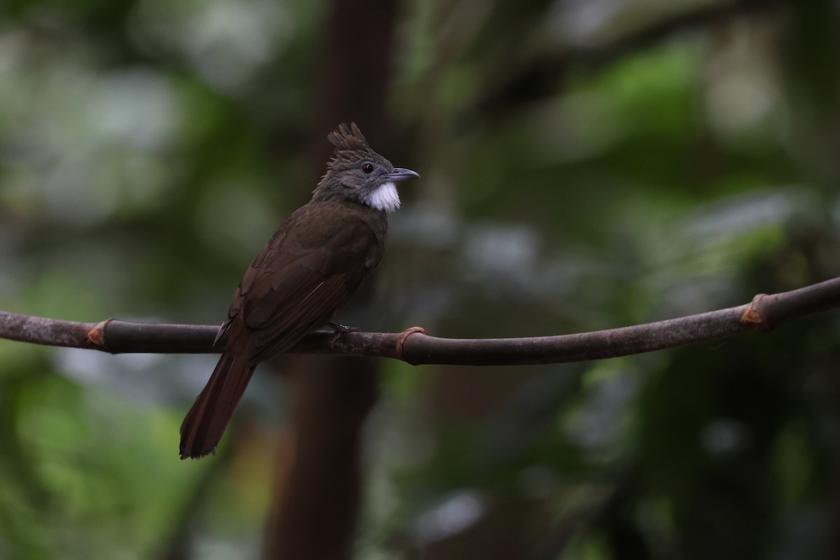 Penan Bulbul (Penan) - ML643810507