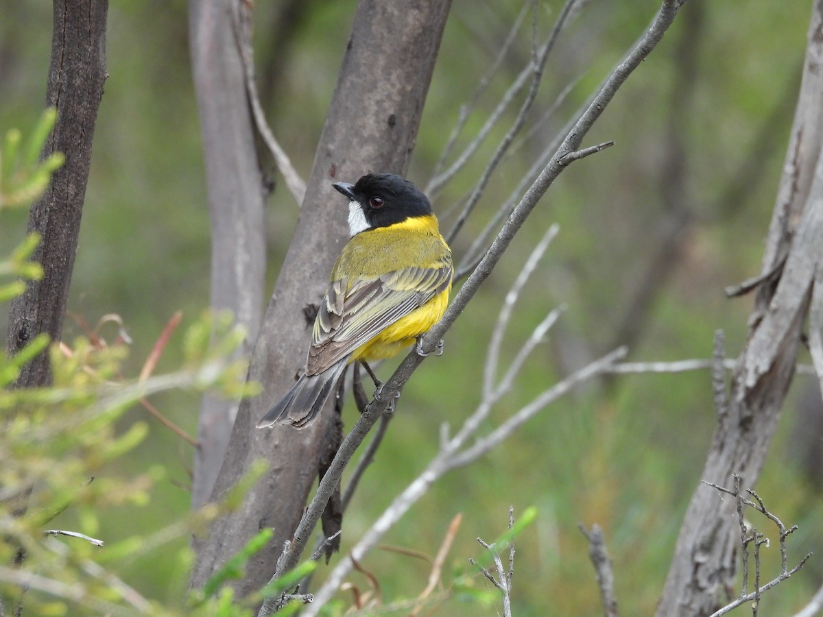 Golden Whistler (Western) - ML643810508