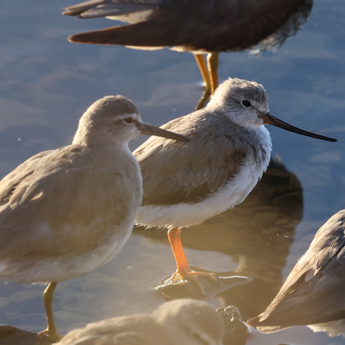 Terek Sandpiper - ML643810509