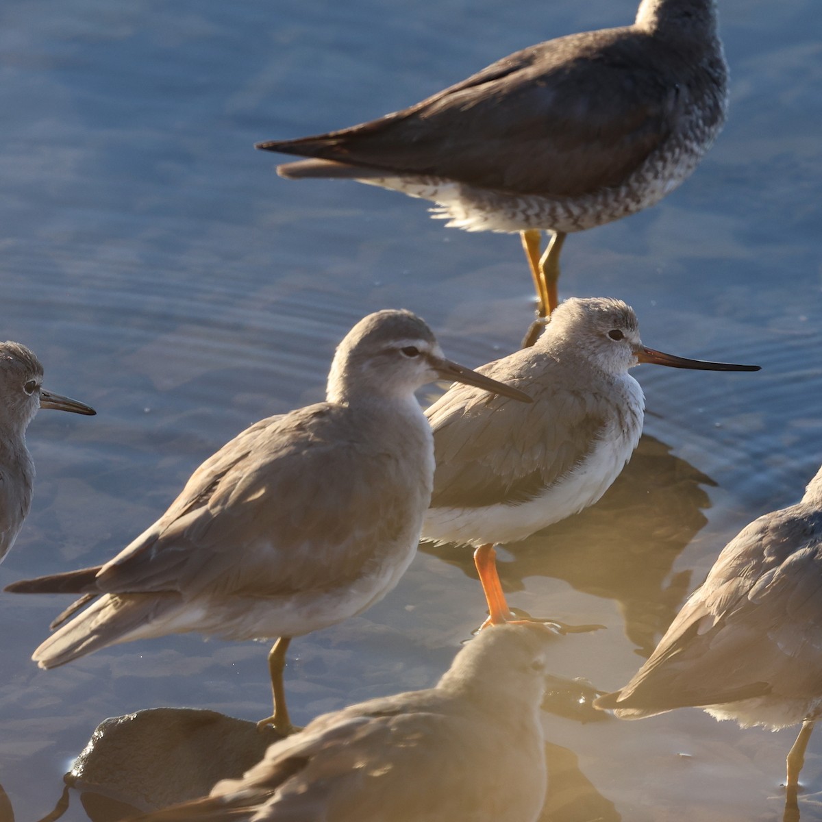 Terek Sandpiper - ML643810510