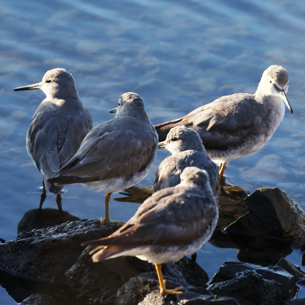 Gray-tailed Tattler - ML643810519