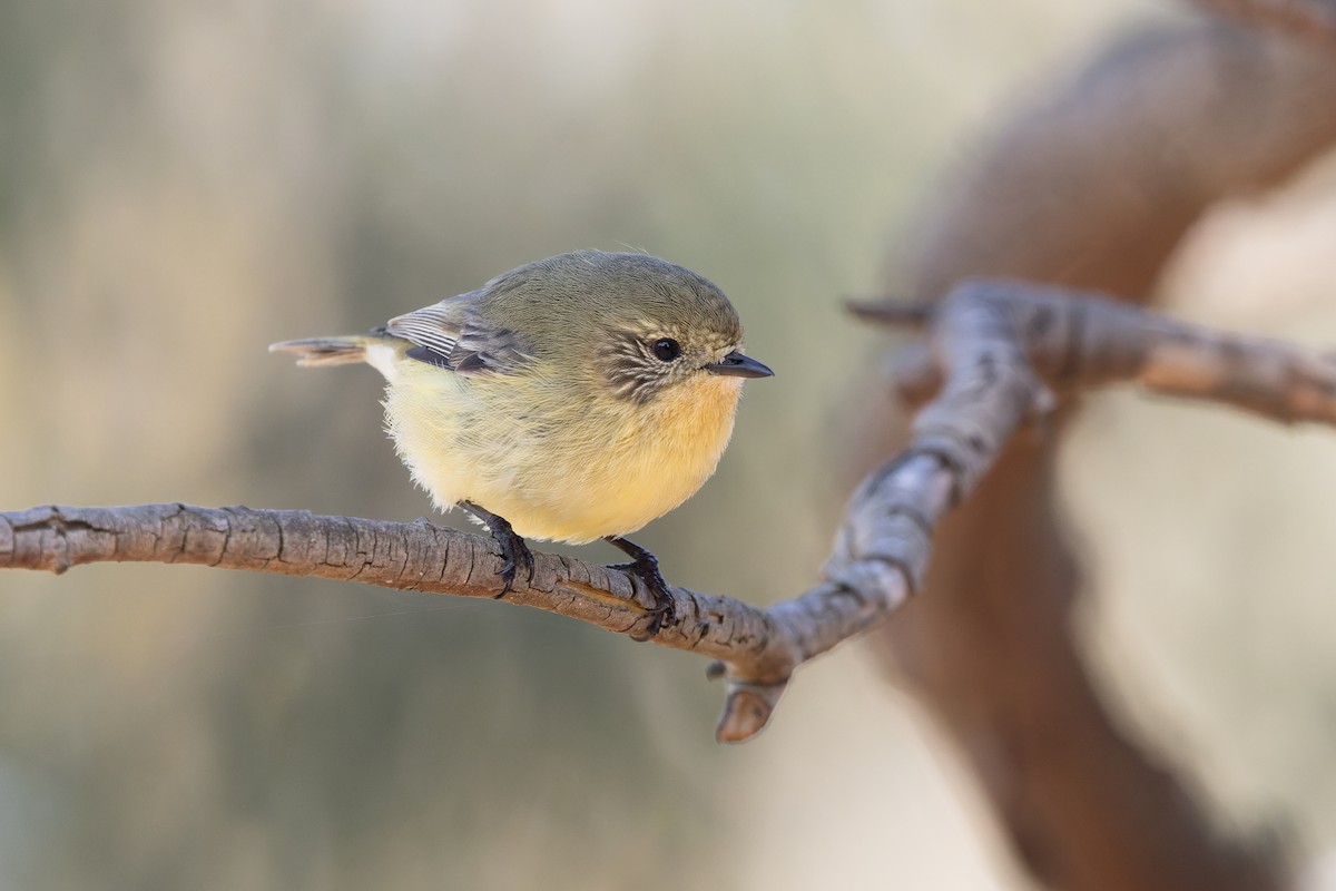 Yellow Thornbill - ML643810526