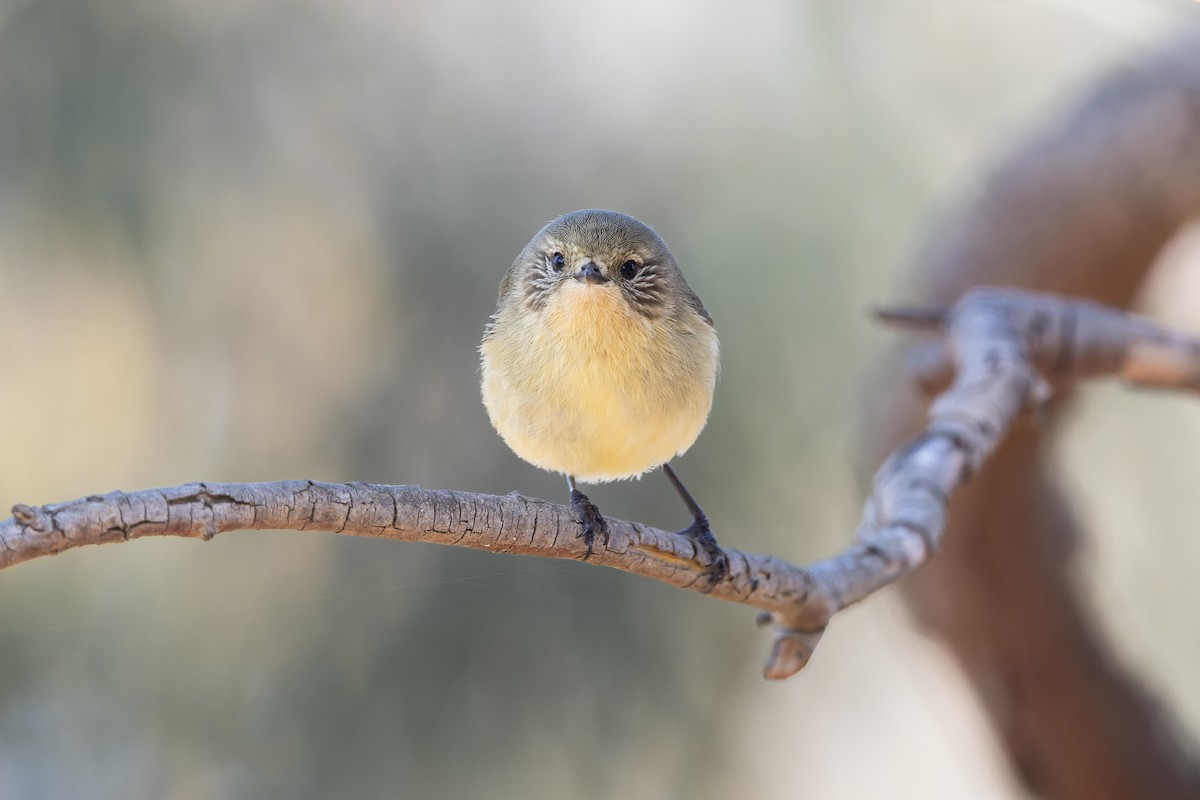 Yellow Thornbill - ML643810527