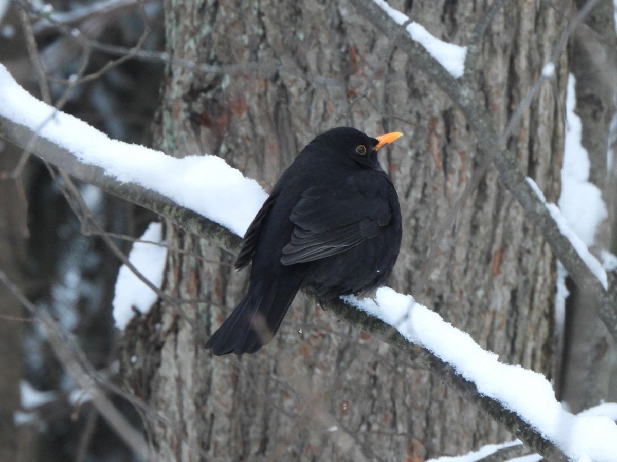 Amsel - ML643810537