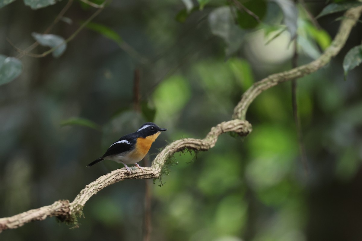 Papamoscas Pechirrufo - ML643810539