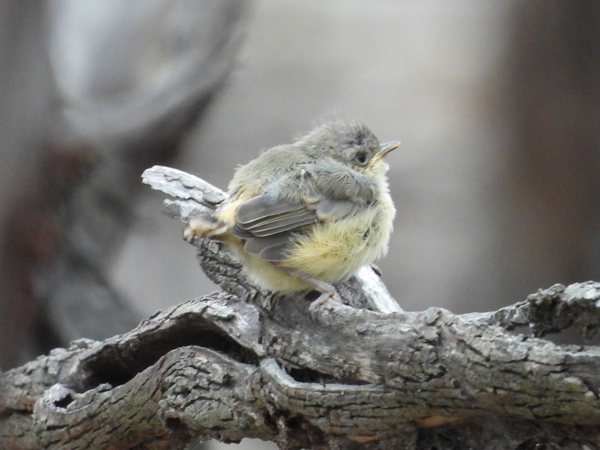 Acanthize à croupion beige - ML643810544