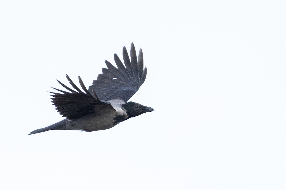 Hooded Crow (Hooded) - ML643810548