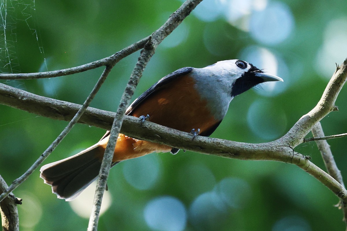 Black-faced Monarch - ML643810583
