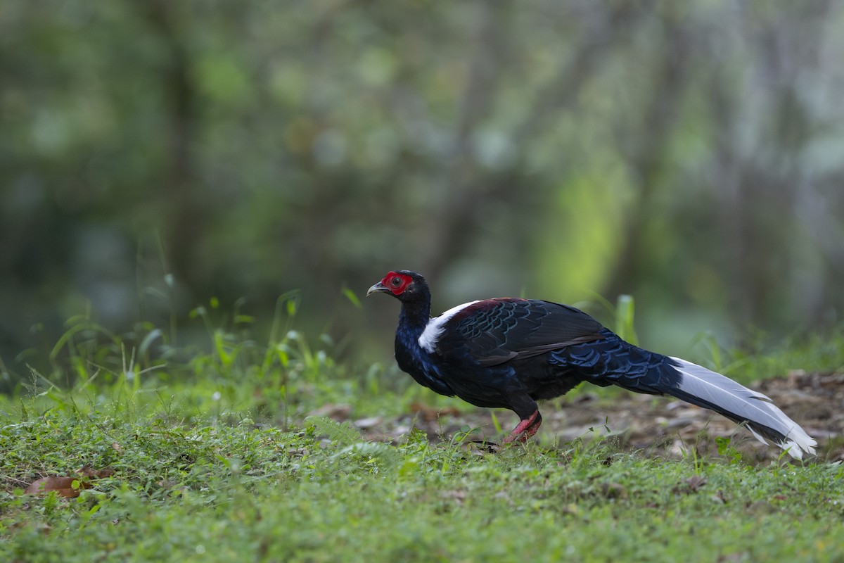 Faisan de Swinhoe - ML643810584