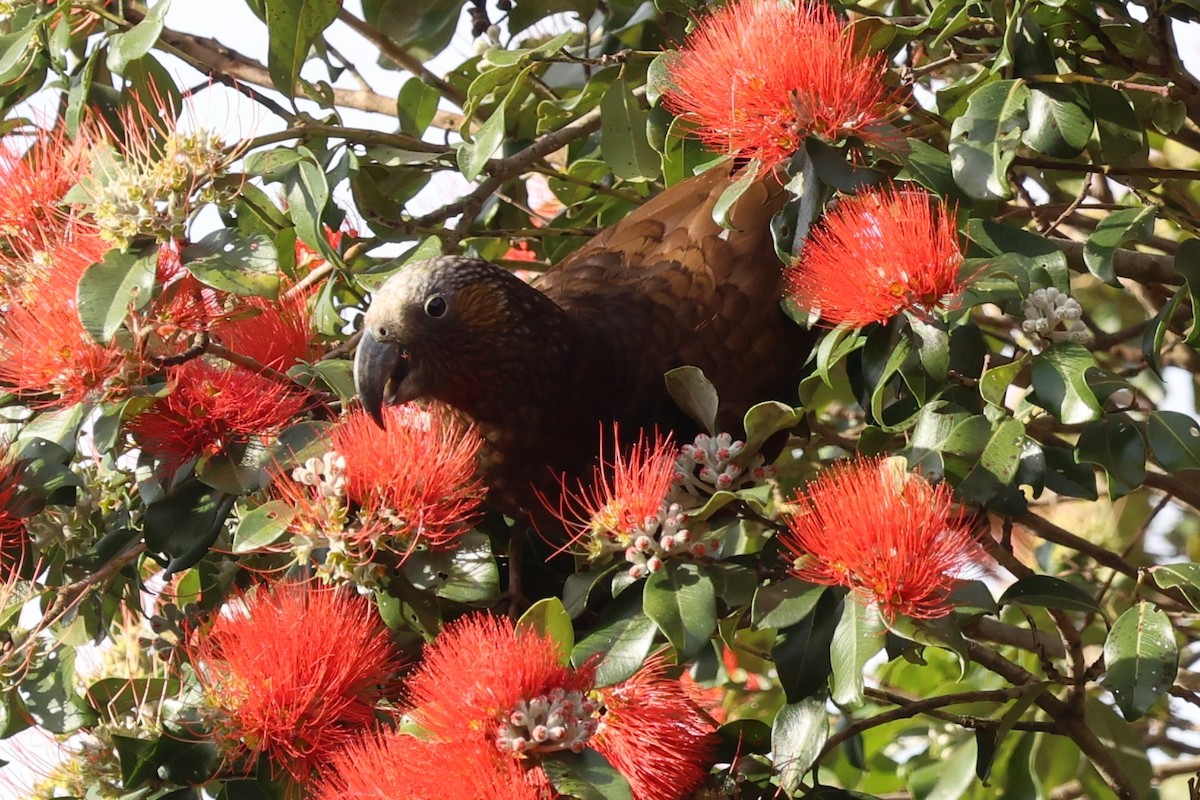 New Zealand Kaka - ML643810587
