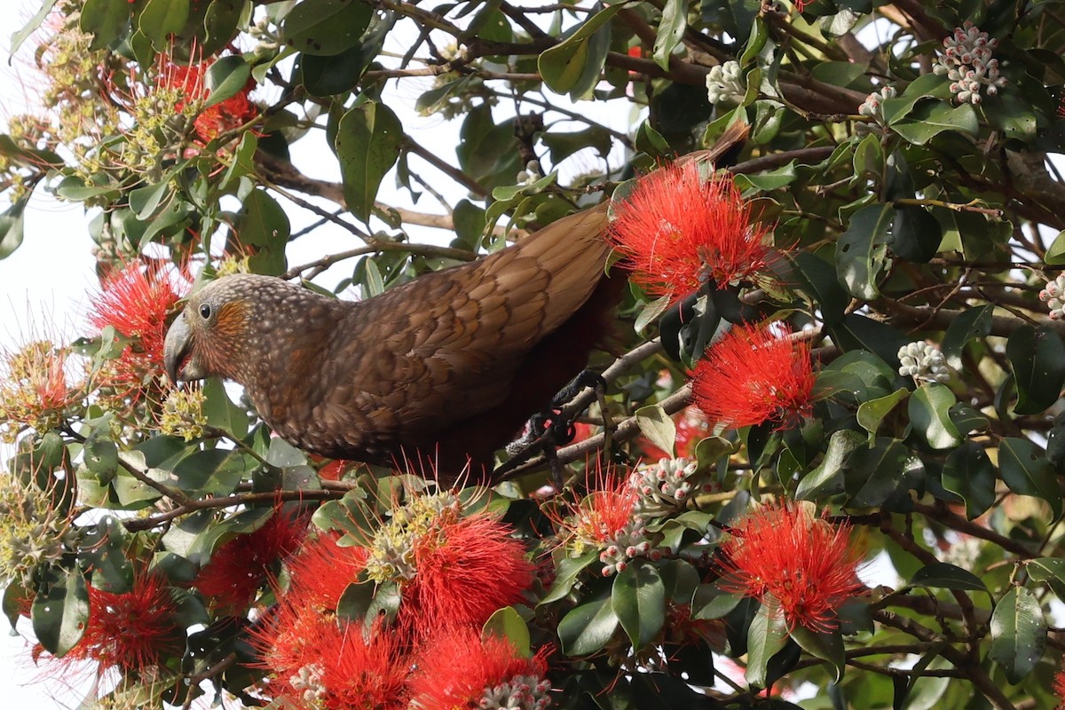 New Zealand Kaka - ML643810591