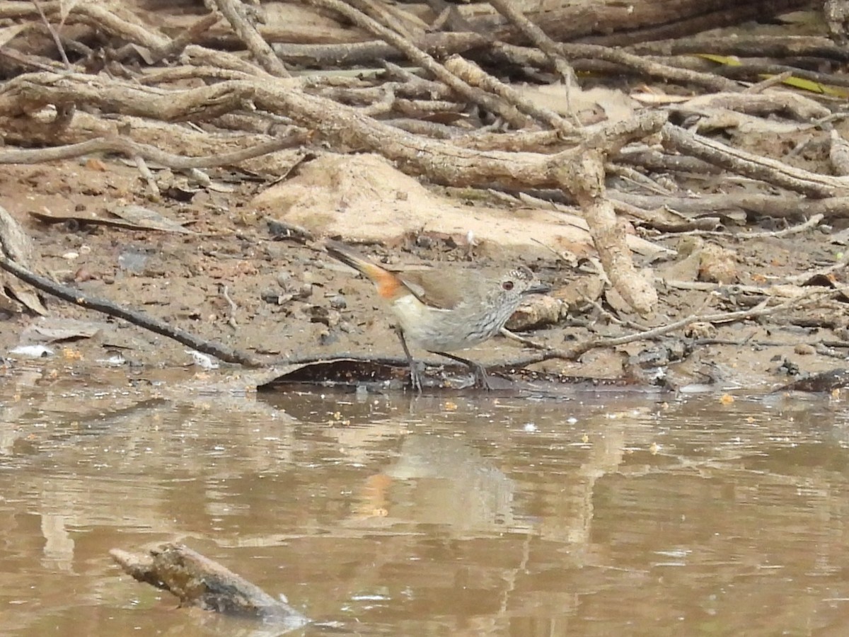Inland Thornbill - ML643810608